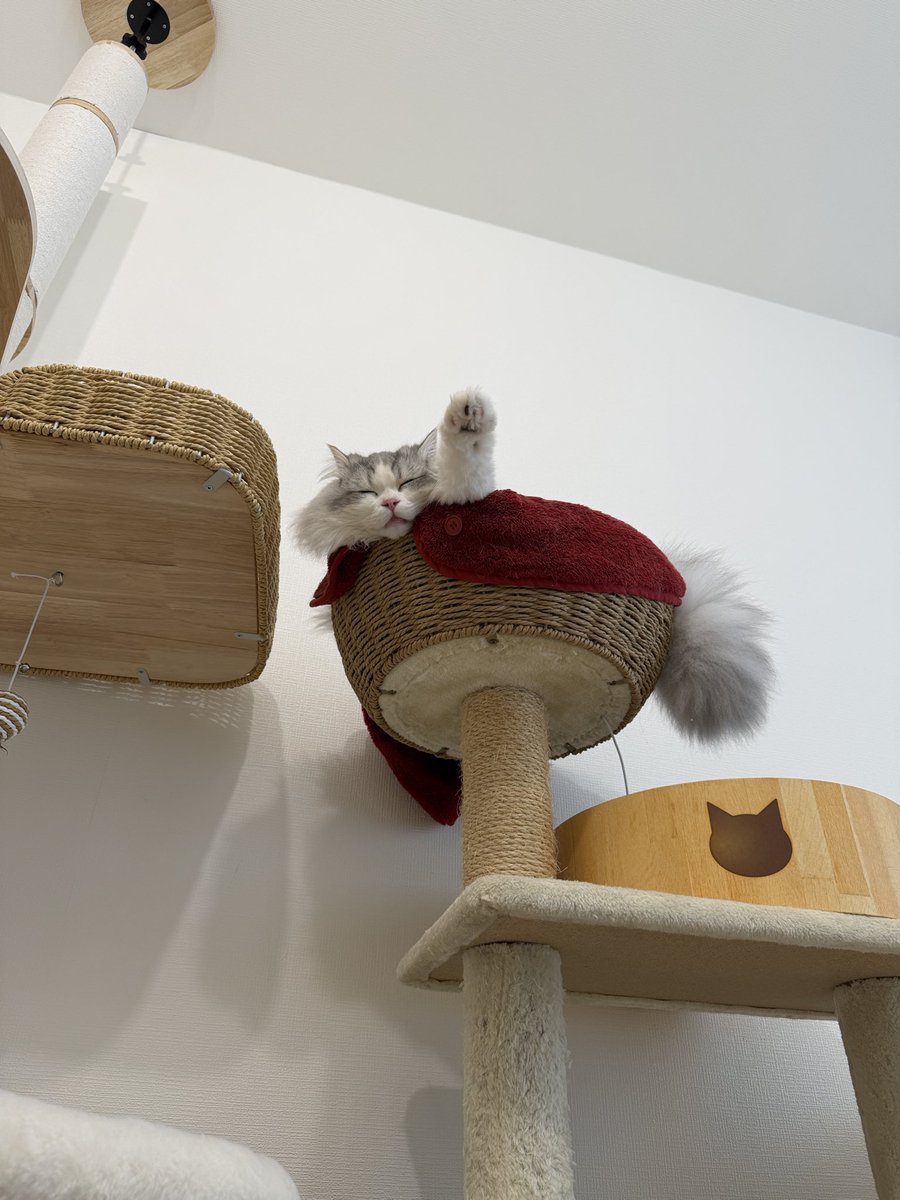 スコスコぽこ太郎ファミリー tweet media