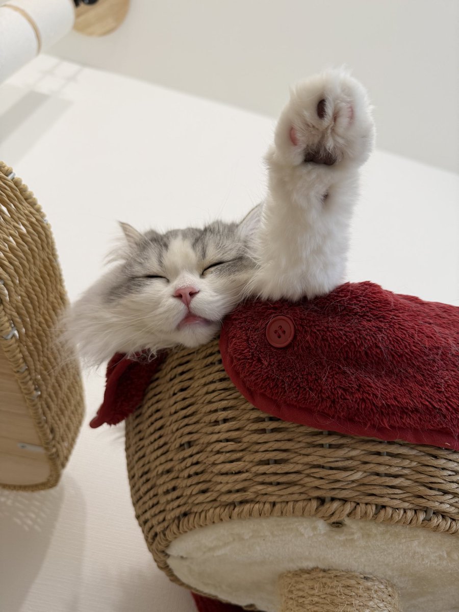 スコスコぽこ太郎ファミリー tweet media