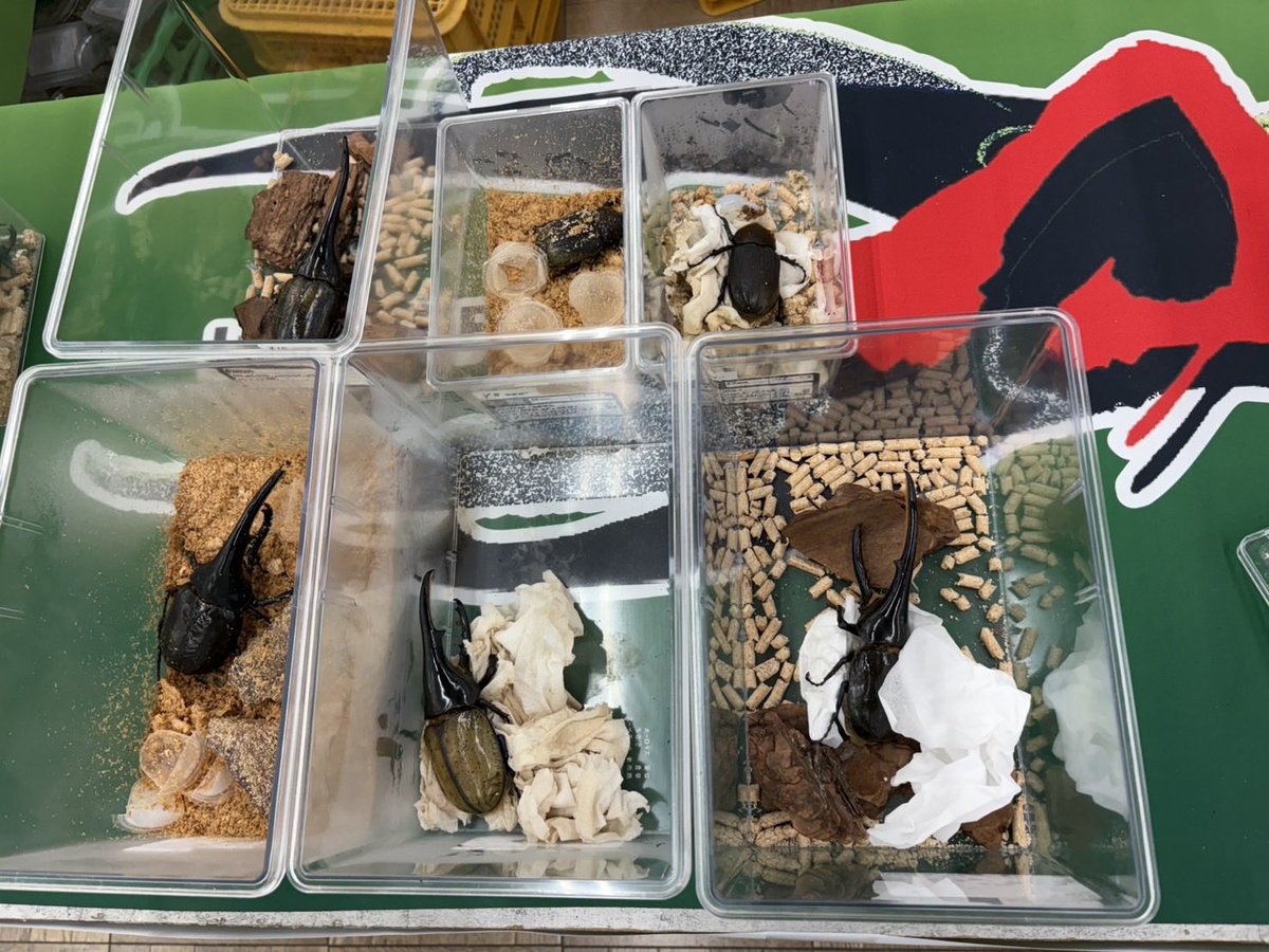 Lucanus_7 tweet media