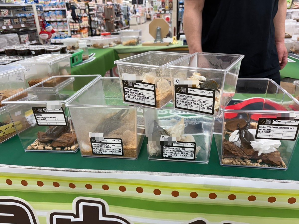 Lucanus_7 tweet media