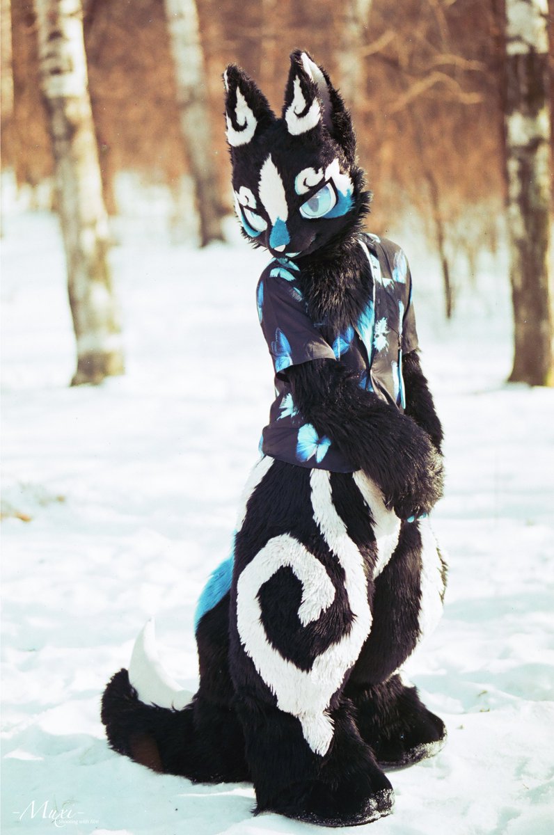 星效-Vulptex tweet media