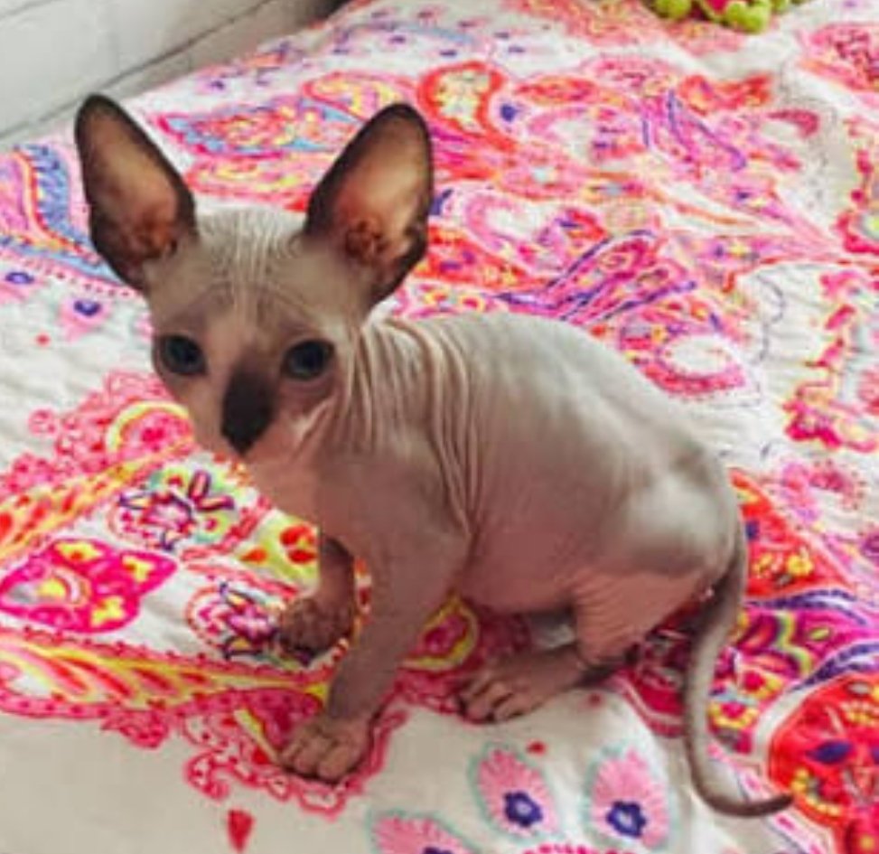 Echo🐈 tweet media