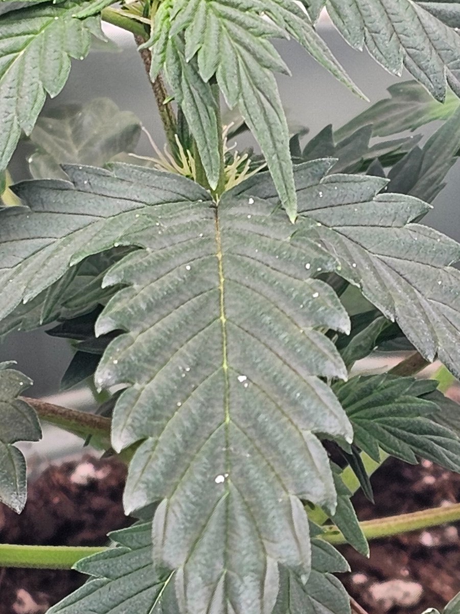 broken_thought tweet media