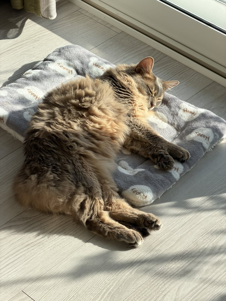 鉢犬🌱🌼🐈🐾 tweet media