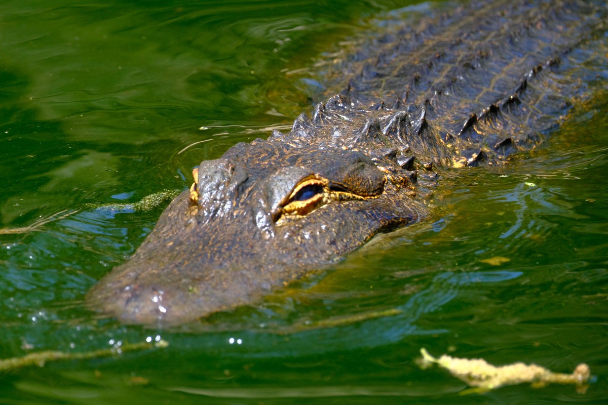 Carl Cole tweet media