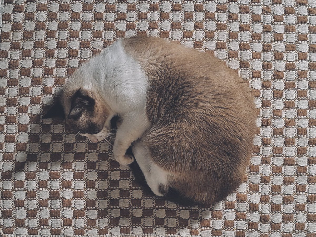 ciinmind's tweet photo. nunca estive preparada pra perder minha mimi todo dia choro por isso :( minha princesinha pra sempre https://t.co/zEjZKWP11Q