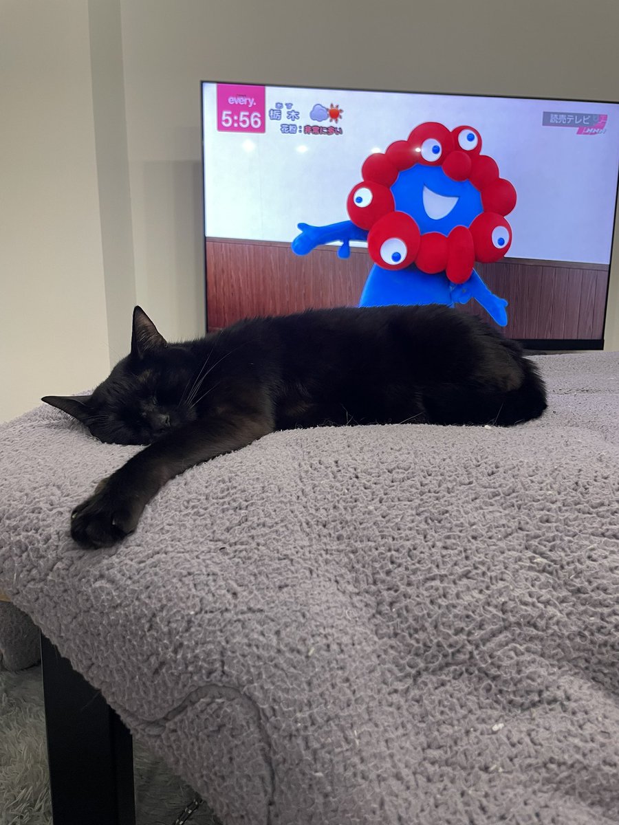 猫大学 tweet media