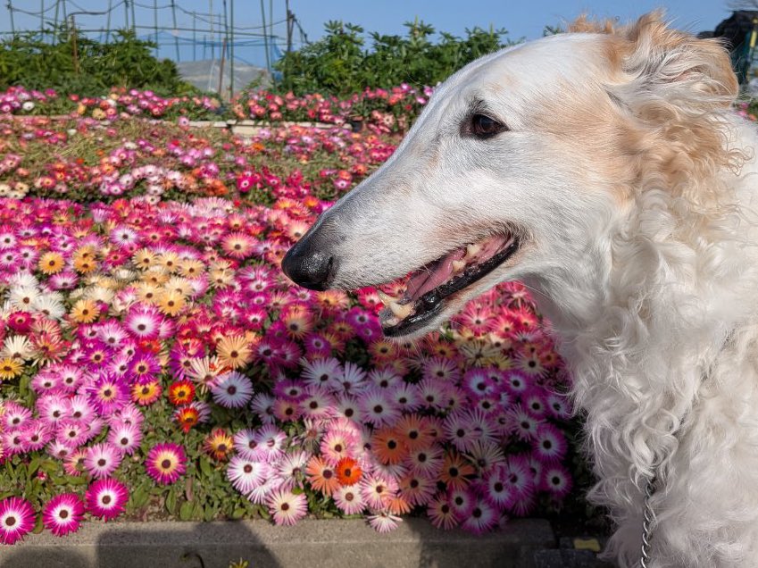 がんぼるぞい®︎ 💪🐶✨borzoi ボルゾイ tweet media