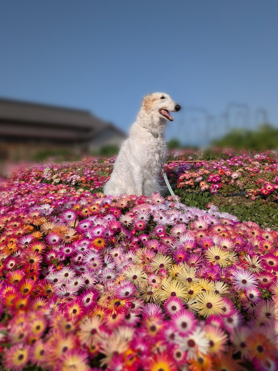 がんぼるぞい®︎ 💪🐶✨borzoi ボルゾイ tweet media
