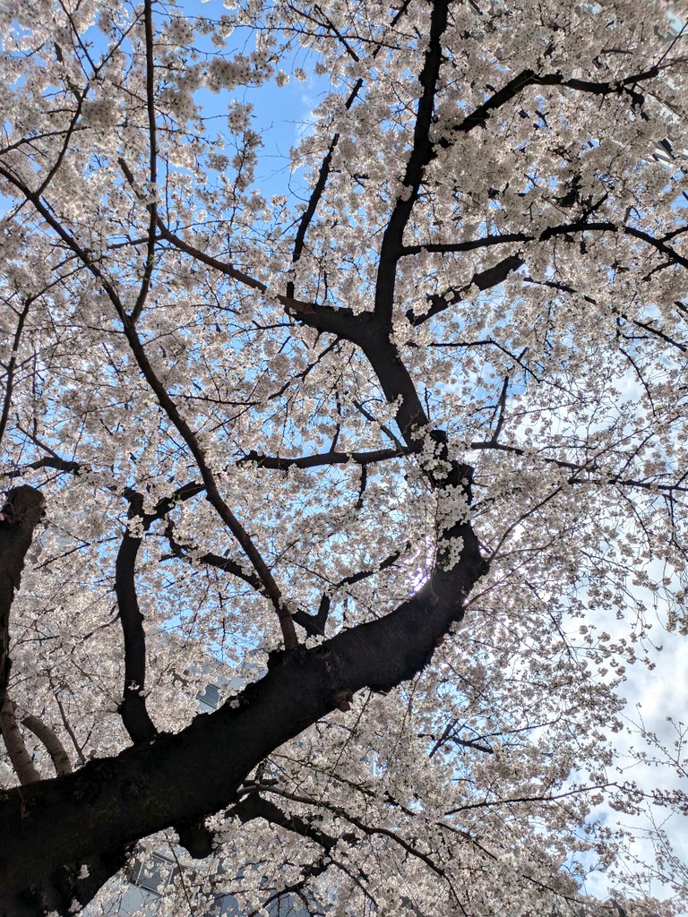 三十三凛音(さとみりおん)個人Vtuber│視聴者参加型雀魂│ウィザードリィ│レトロゲーム│麻雀 tweet media