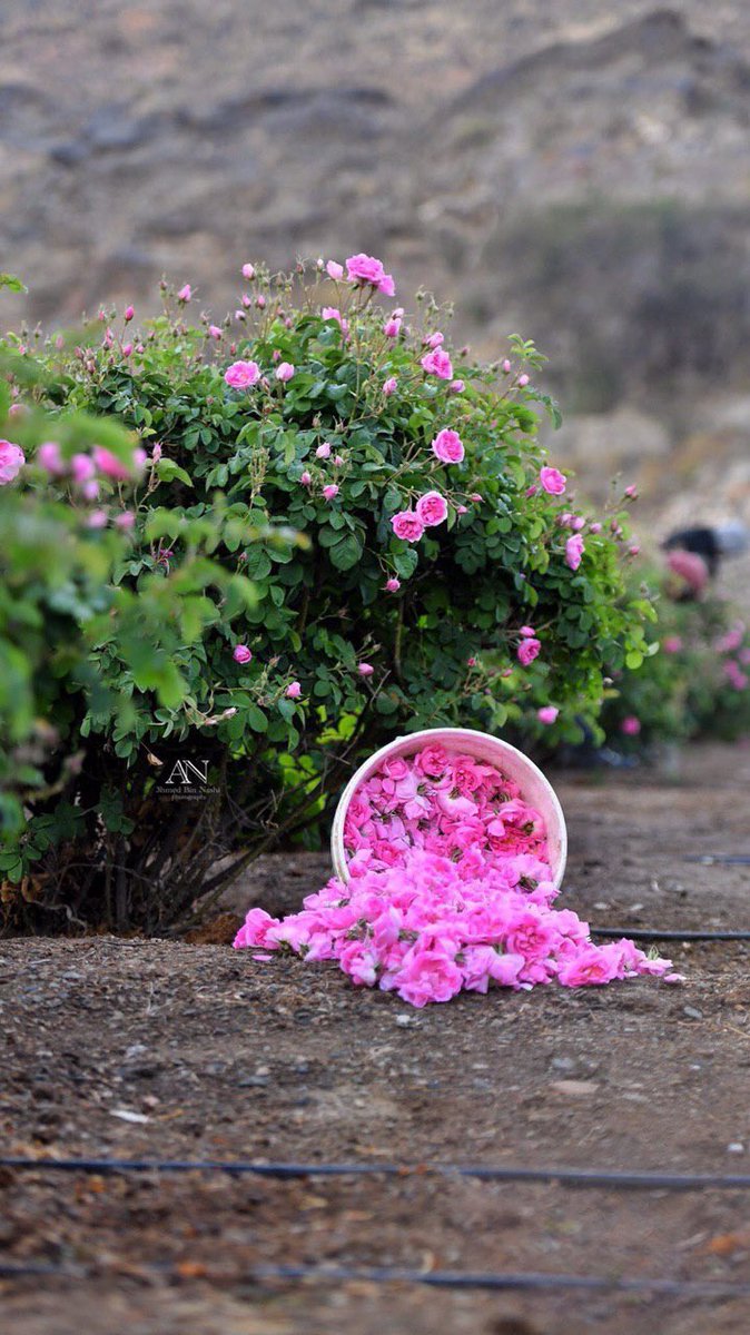 زيد الغريبي/ وطني🇸🇦مصدر فخري tweet media