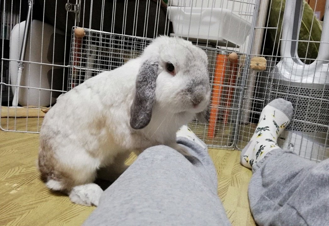 むみすけ tweet media