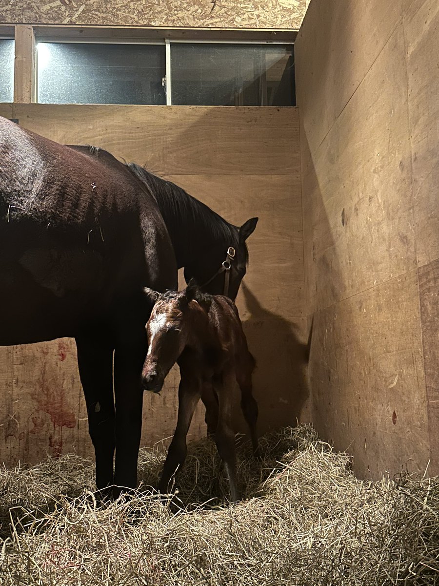 Yogiboヴェルサイユリゾートファーム tweet media