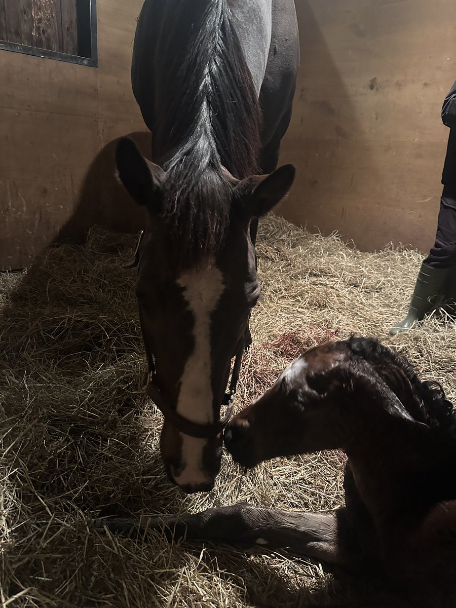 Yogiboヴェルサイユリゾートファーム tweet media