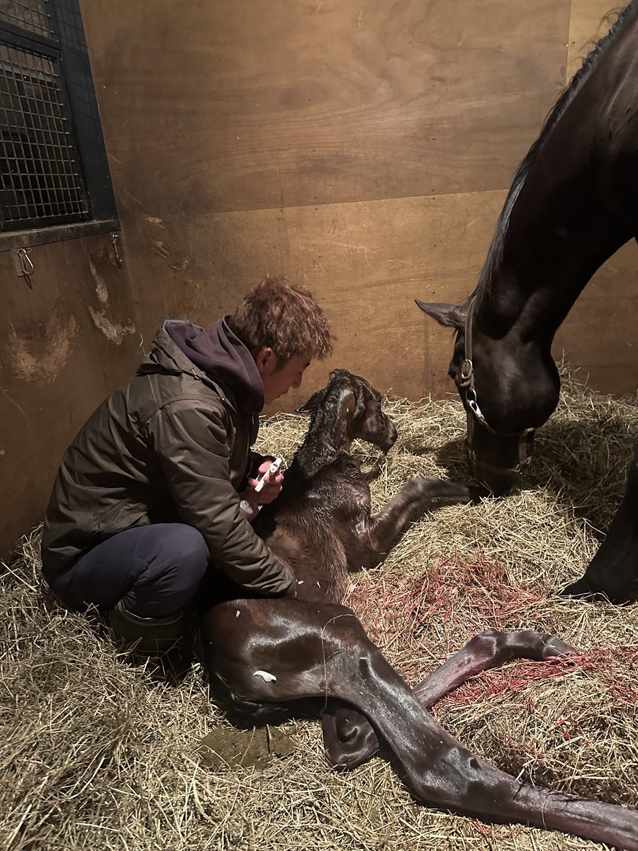 Yogiboヴェルサイユリゾートファーム tweet media