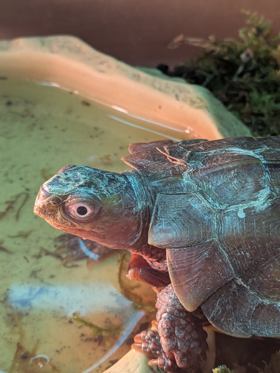 SecretBase tweet media