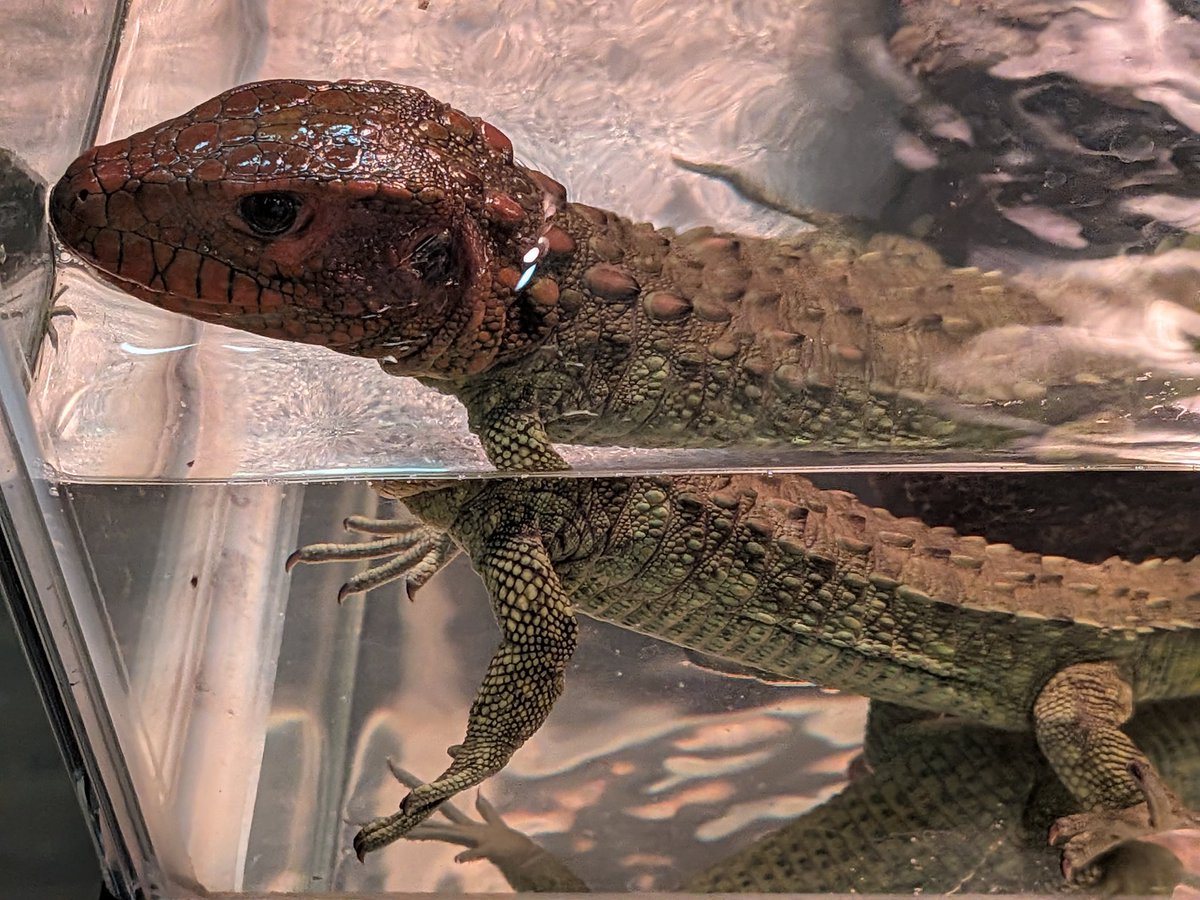 SecretBase tweet media