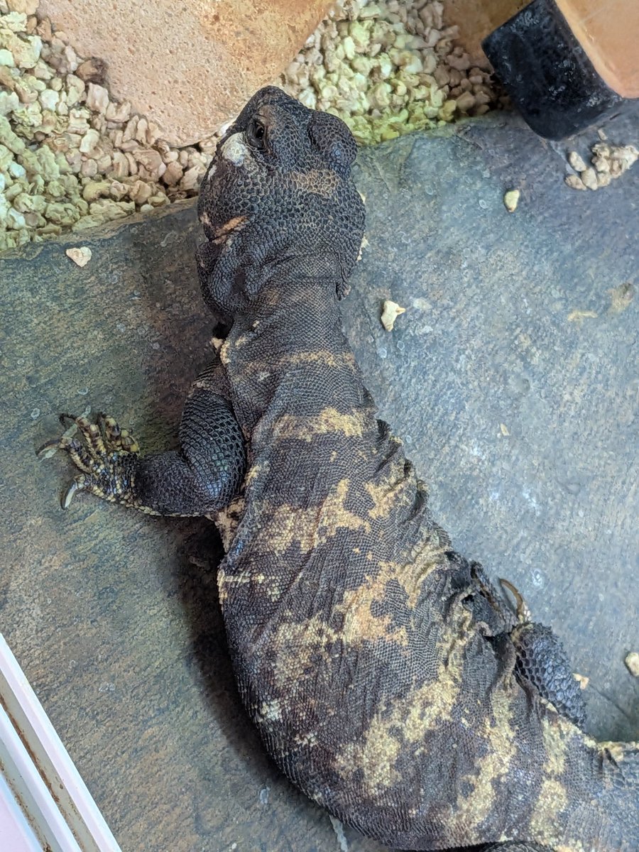 SecretBase tweet media