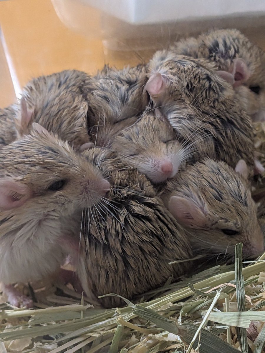 SecretBase tweet media