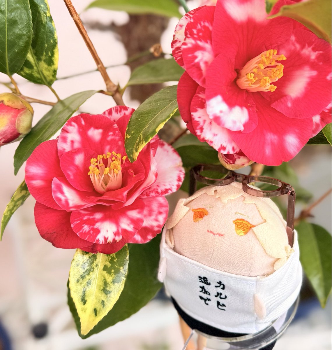 今年も霜降りちゃん(あだ名)が咲き始めました🌸