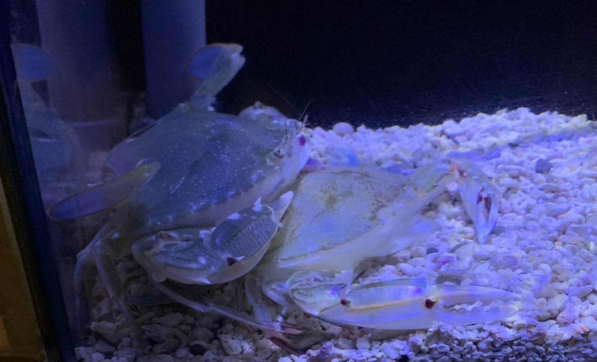 和歌山県立自然博物館 tweet media