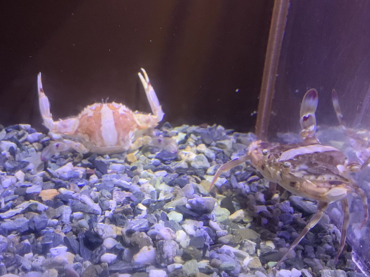 和歌山県立自然博物館 tweet media