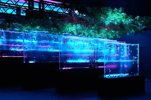 ストレートプレス tweet media