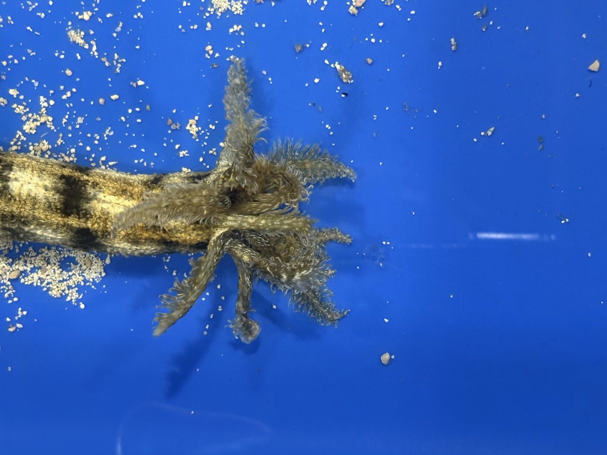 マリン@リミックスインター店 tweet media