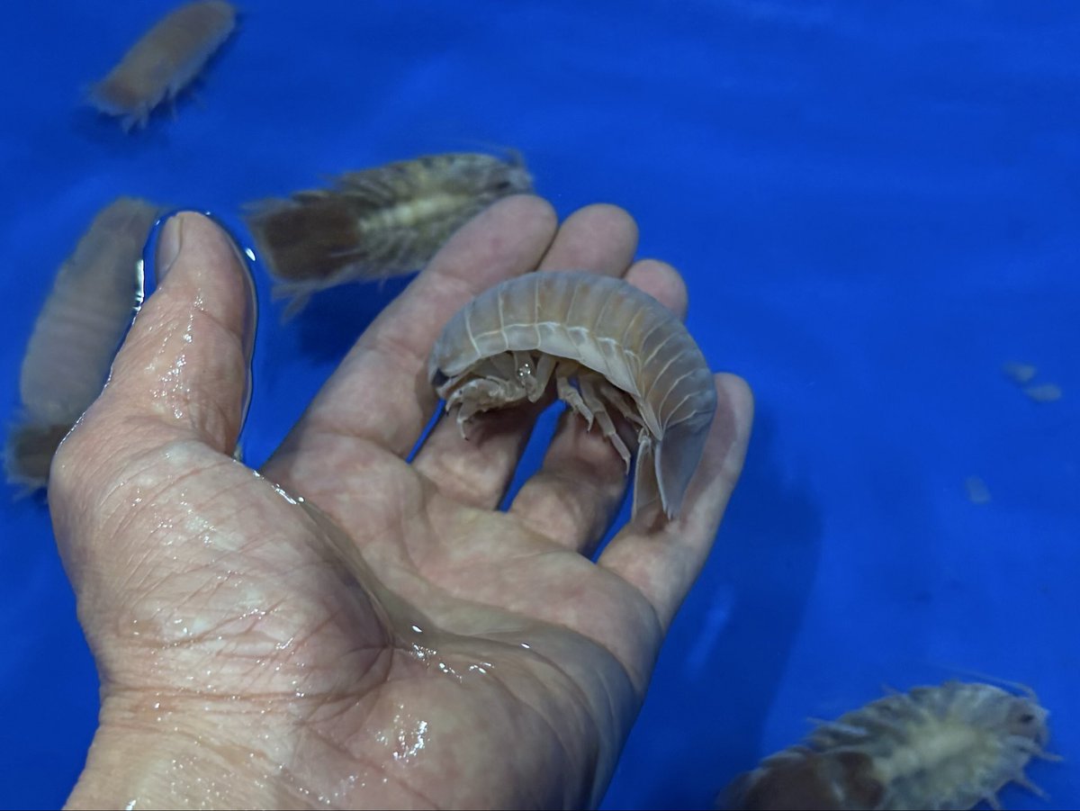 マリン@リミックスインター店 tweet media