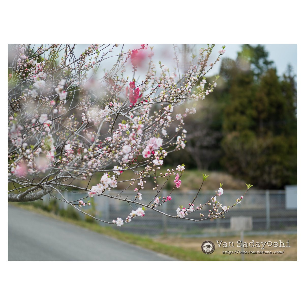 伴貞良 tweet media