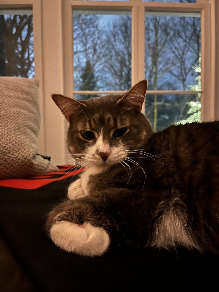 🇨🇦 Nico Carney, Purr Minister of Canada tweet media