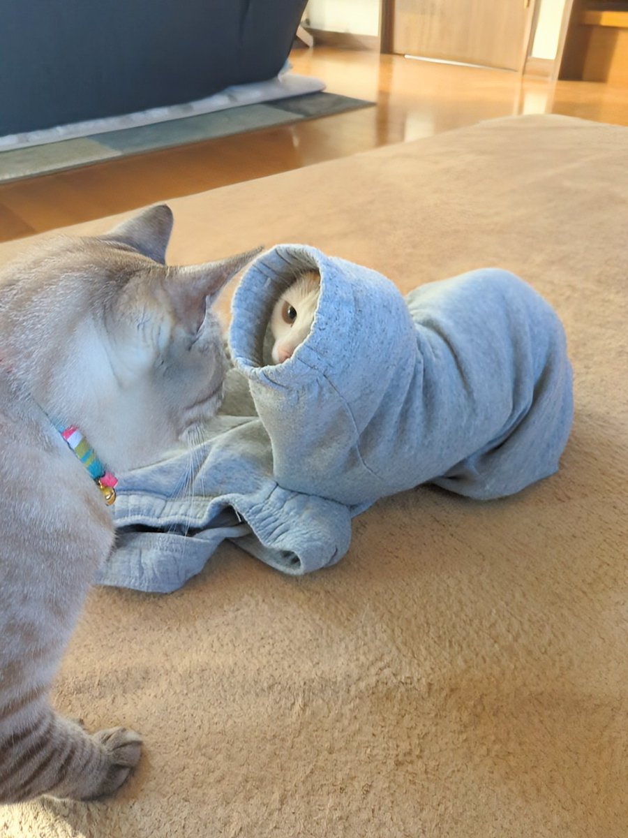 うにこむぎ tweet media