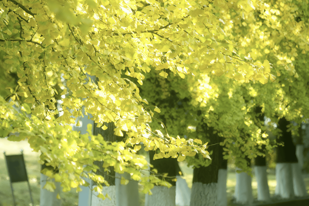 giuseppe tweet media