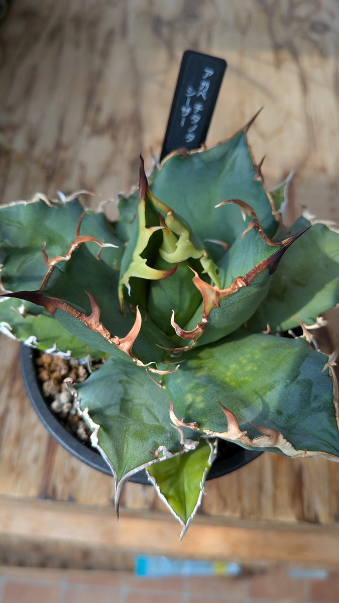 lovesemps tweet media