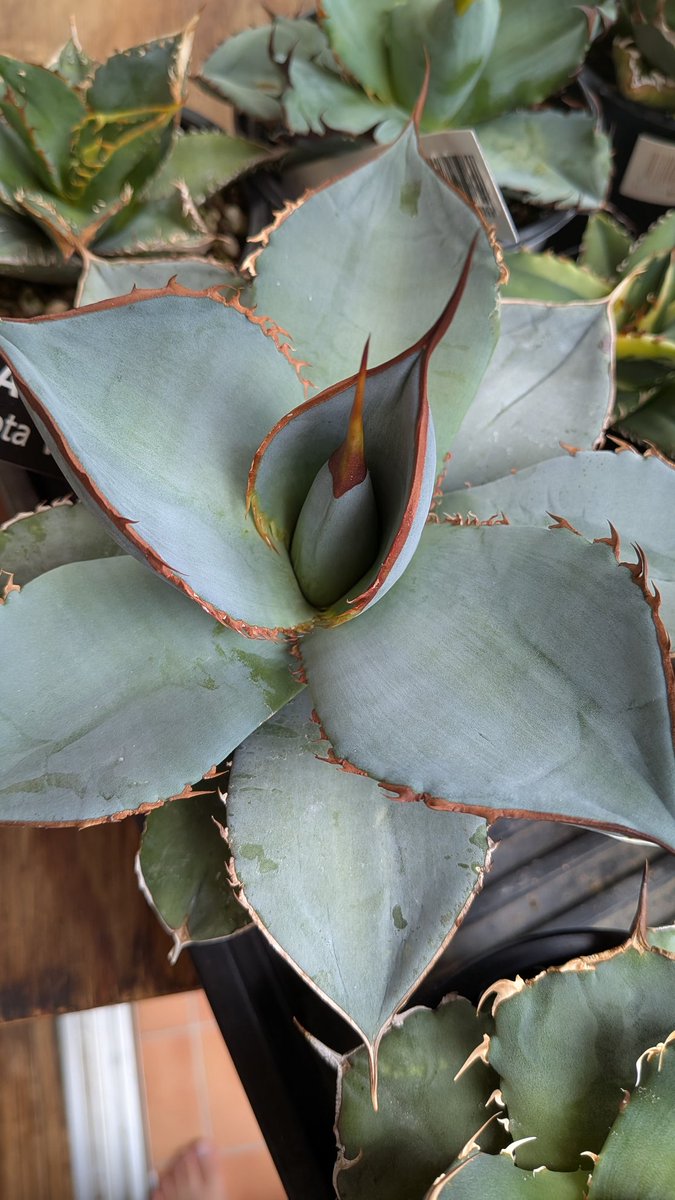 lovesemps tweet media