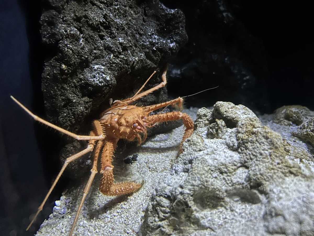 美ら海のカニたち🦀
とてもよい水族館でしたね