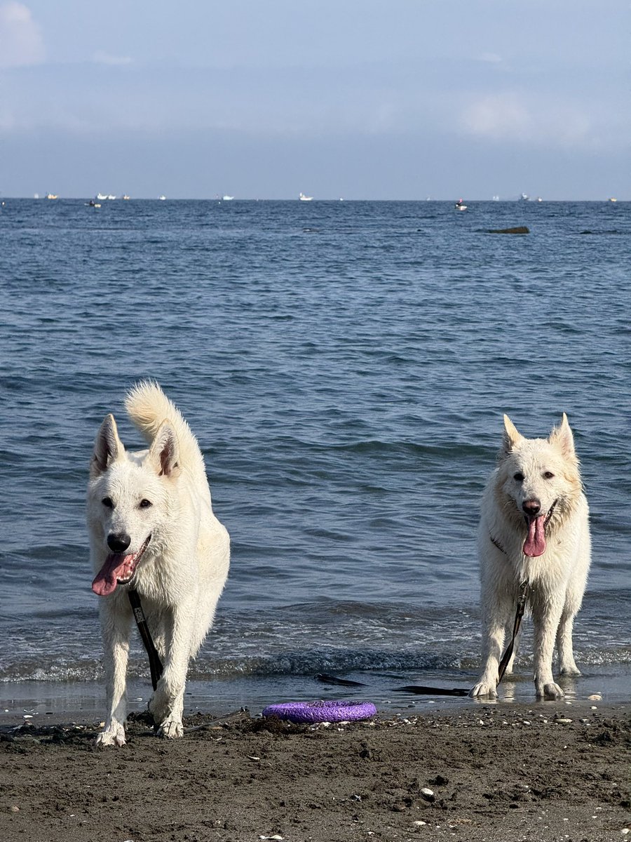 Kazu Tomita tweet media