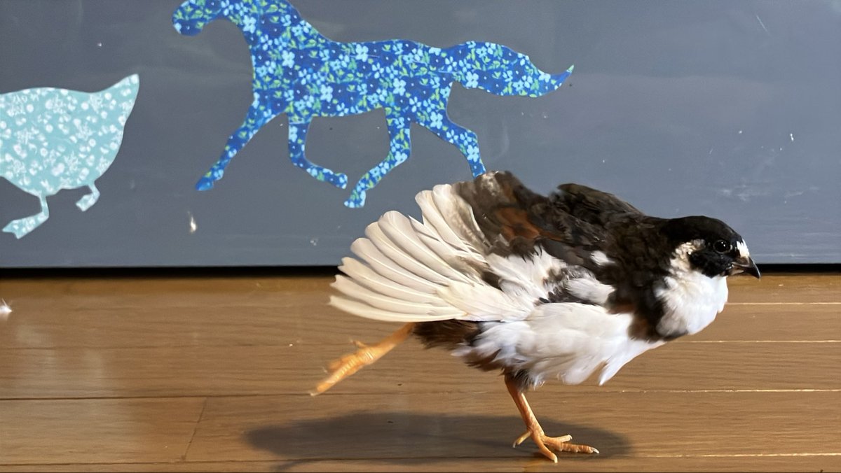 ポポチョロ🐦💨 tweet media