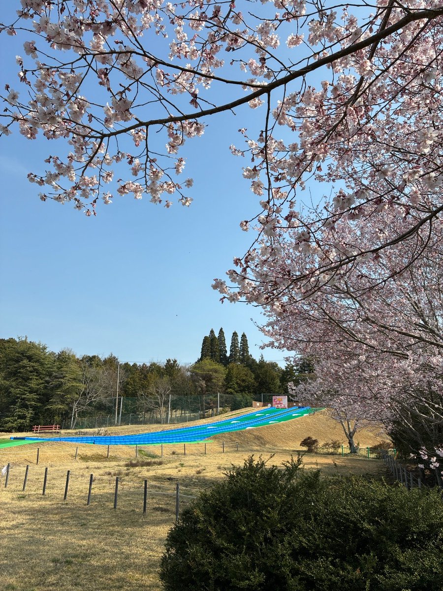 omocha_PR's tweet photo. 🎡#東条湖おもちゃ王国🎡

🌸桜情報🌸

3/28、開花宣言‼️
昨日の気温上昇⤴️で開花しました☺️
ソメイヨシノは開花したばかりですが、
「わんぱくチュービング」の横にあるふれあい広場では早咲きの桜がまもなく満開です🍱

#テーマパーク #加東市 #桜 
#春休み #ソメイヨシノ #お花見 https://t.co/bvtjqUsaca