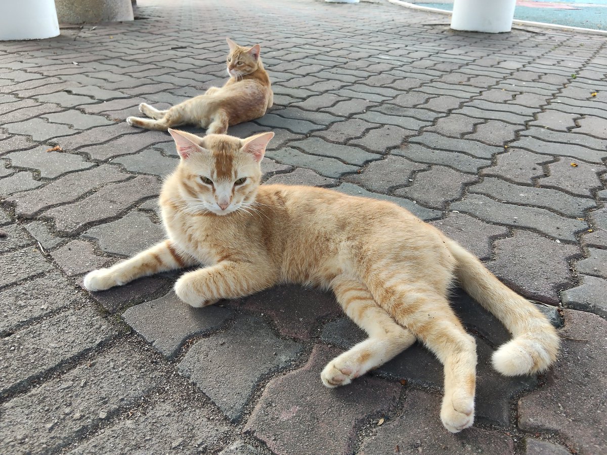 🥝Kiwi🥝 tweet media