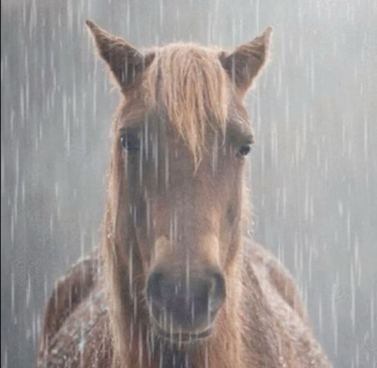 𝐀𝐥𝐢𝐜𝐞⸸| suspendida x3 tweet media