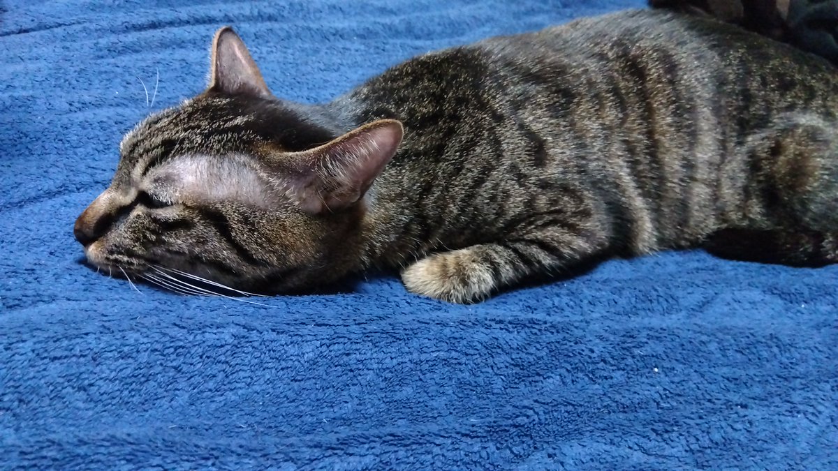 キジトラ猫の人気をめぐる温かなXのムーブメント