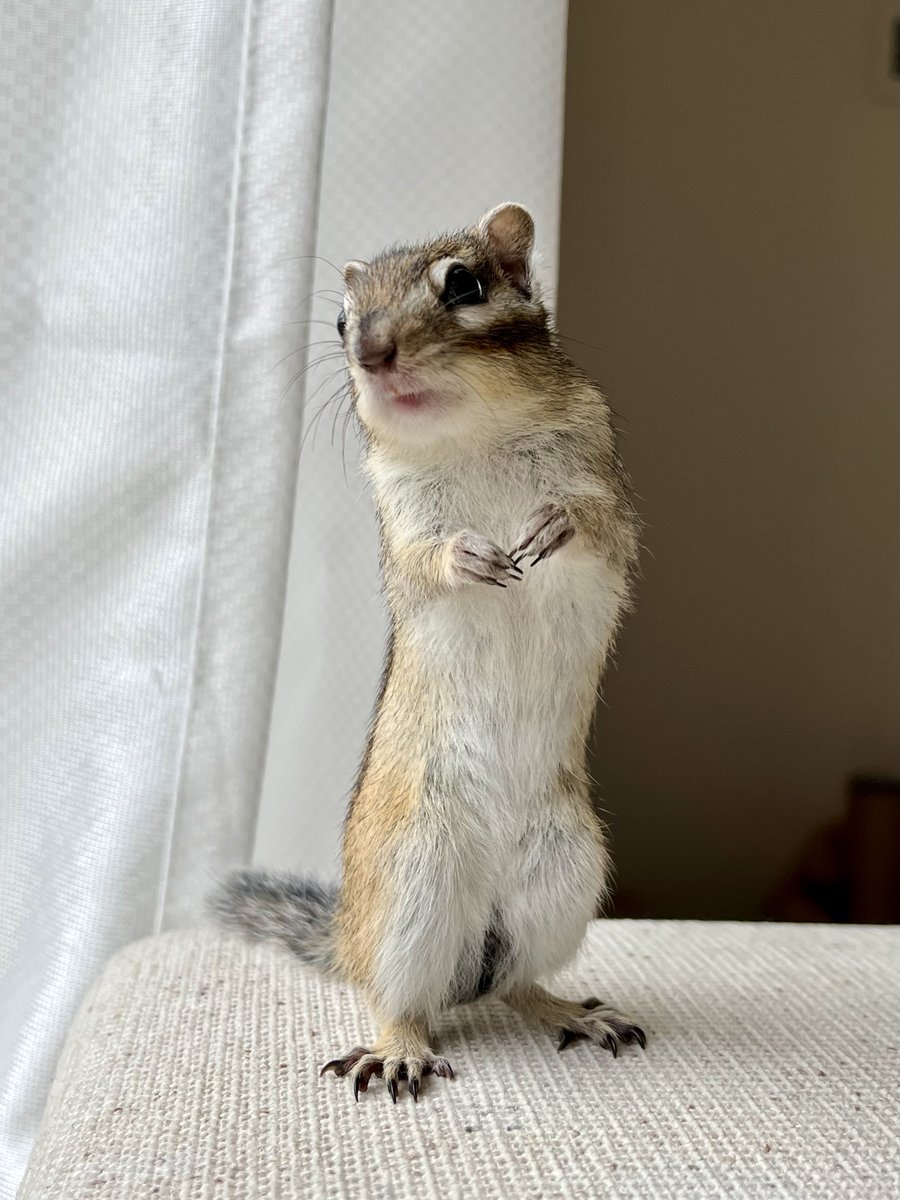 あさり tweet media