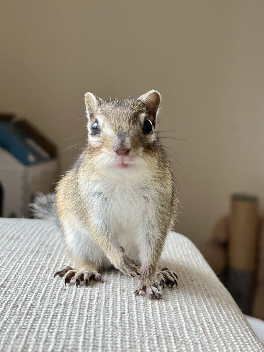 あさり tweet media