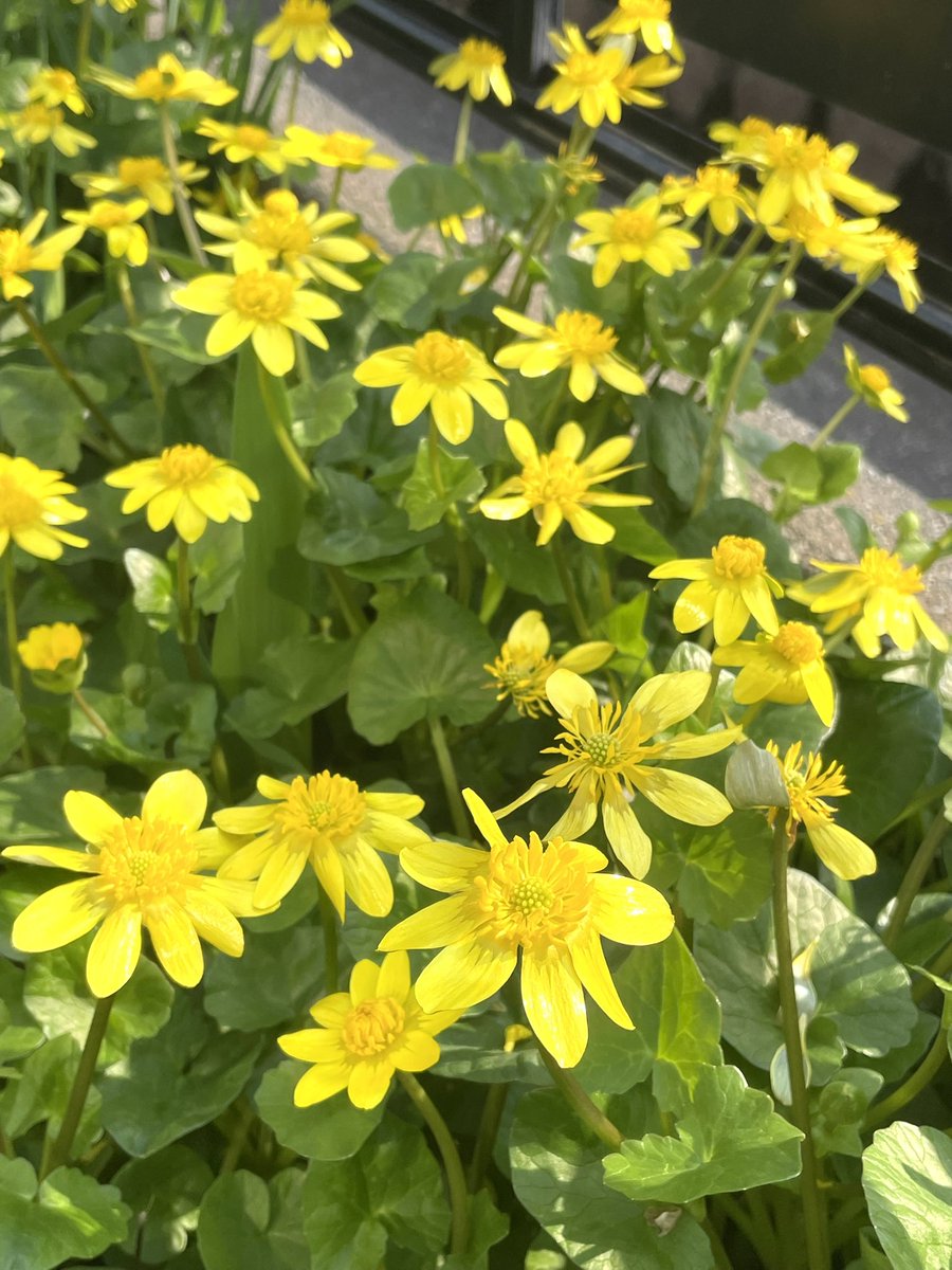 みやび｜ 生き方デザイナー tweet media