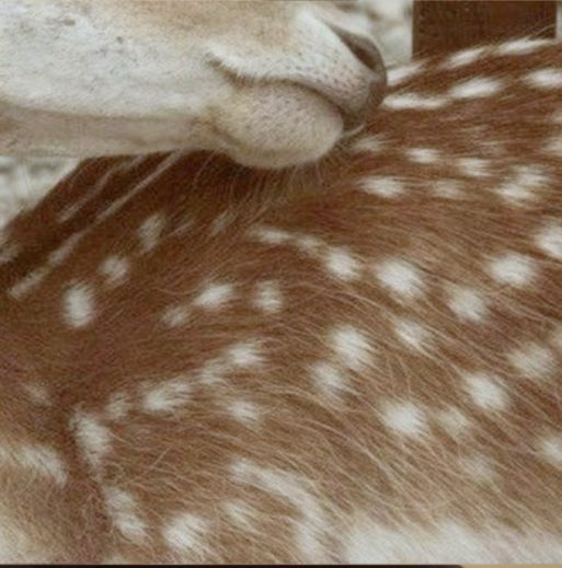 Bambi 𝜗ৎ // edtwt🦌 tweet media