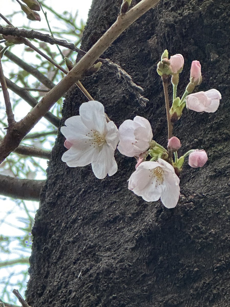 ハナチャン tweet media