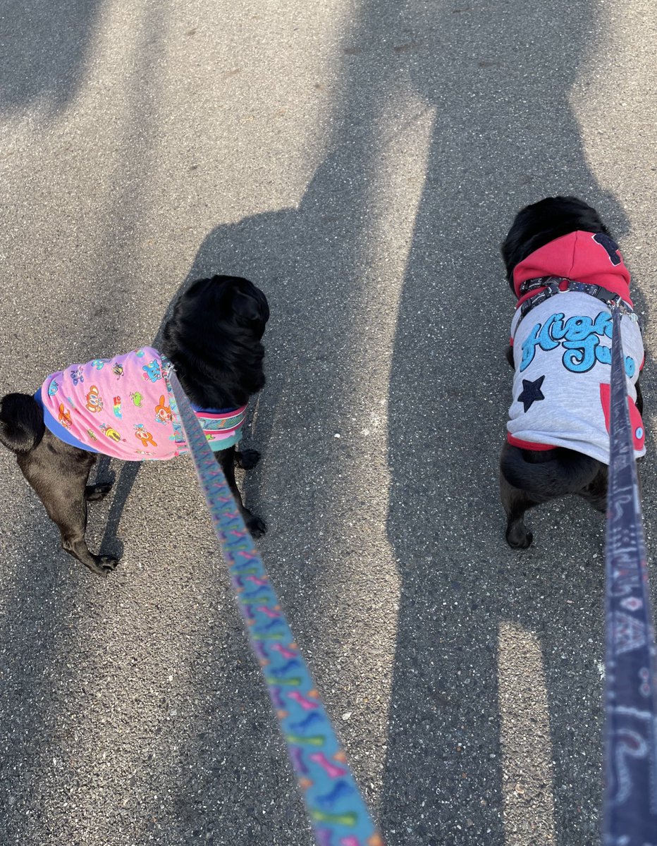 miisan0yuu00007's tweet image. 久しぶりに２匹連れて散歩に行けました✨
#pug