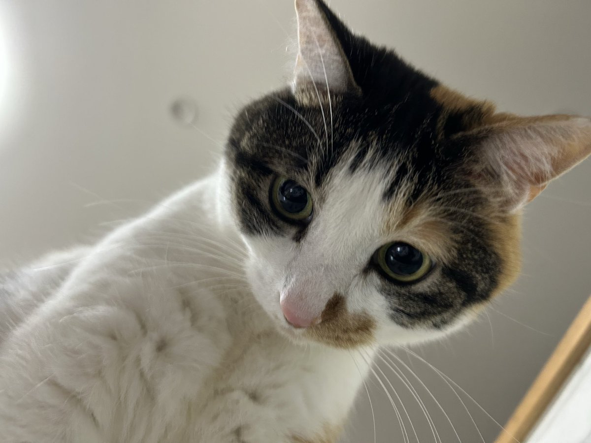 maron_m3's tweet photo. |*･ω･)ﾁﾗｯ

#猫のいる暮らし
#三毛猫まろん https://t.co/GtVPEfpJnY