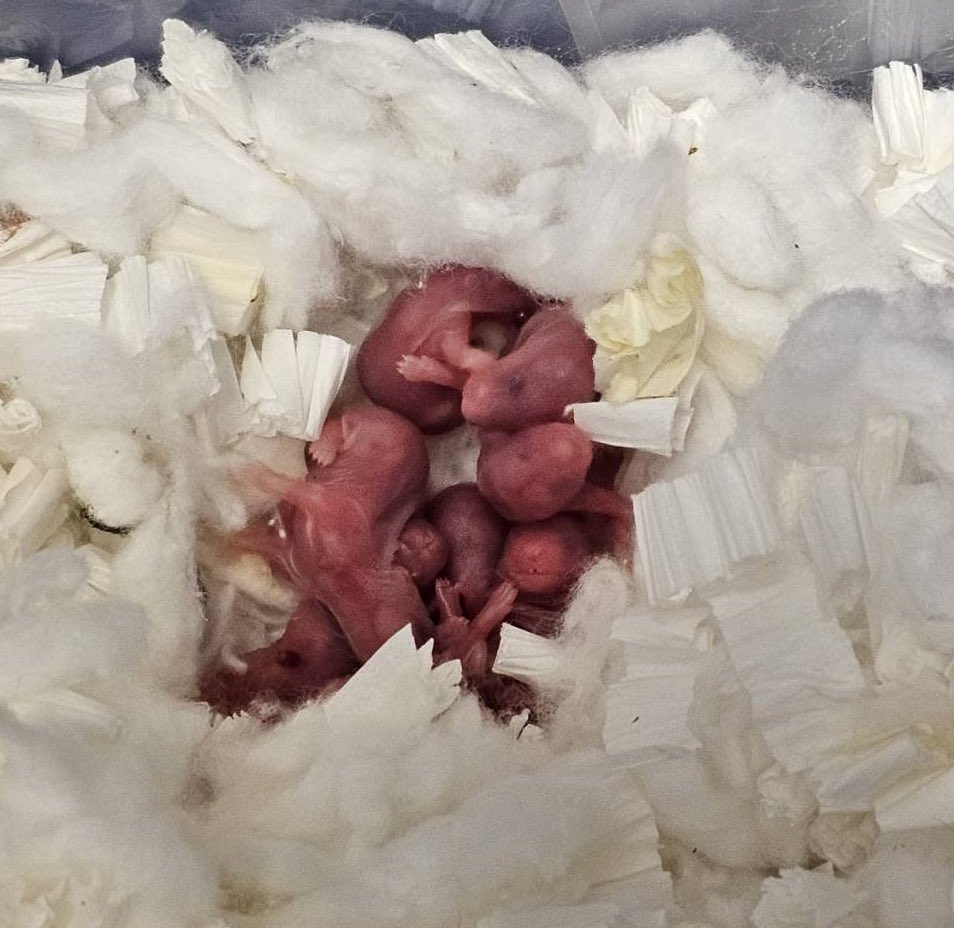 🐹ふるくる-Frucle-🐹 tweet media